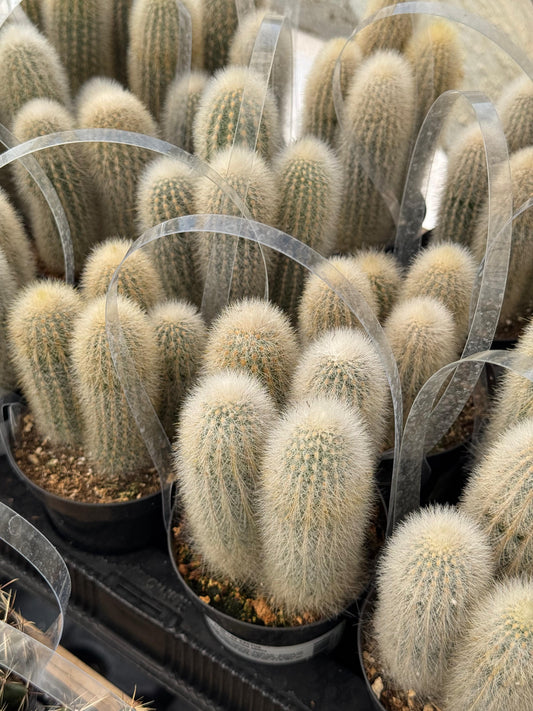 Thrixanthocereus senilis