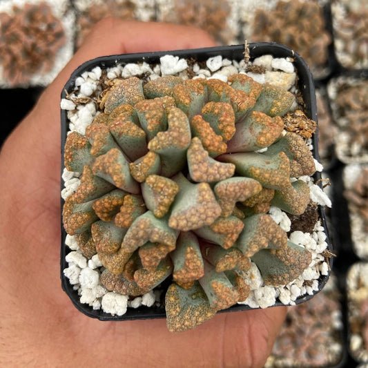 Titanopsis Hugo