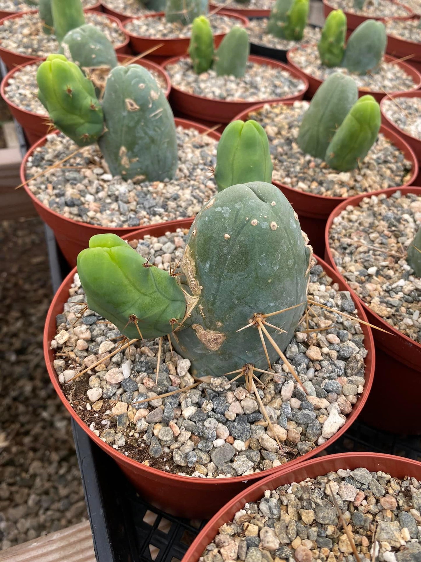 Trichocereus bridgesii f. Mounstruosa