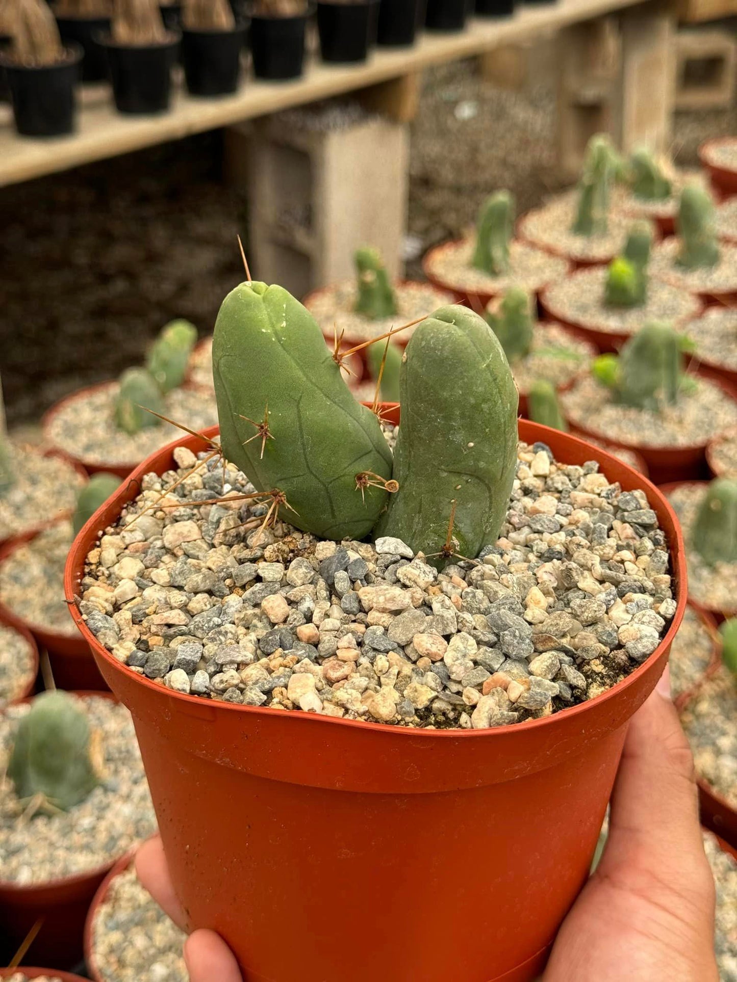 Trichocereus bridgesii f. Mounstruosos (cactus nepe)