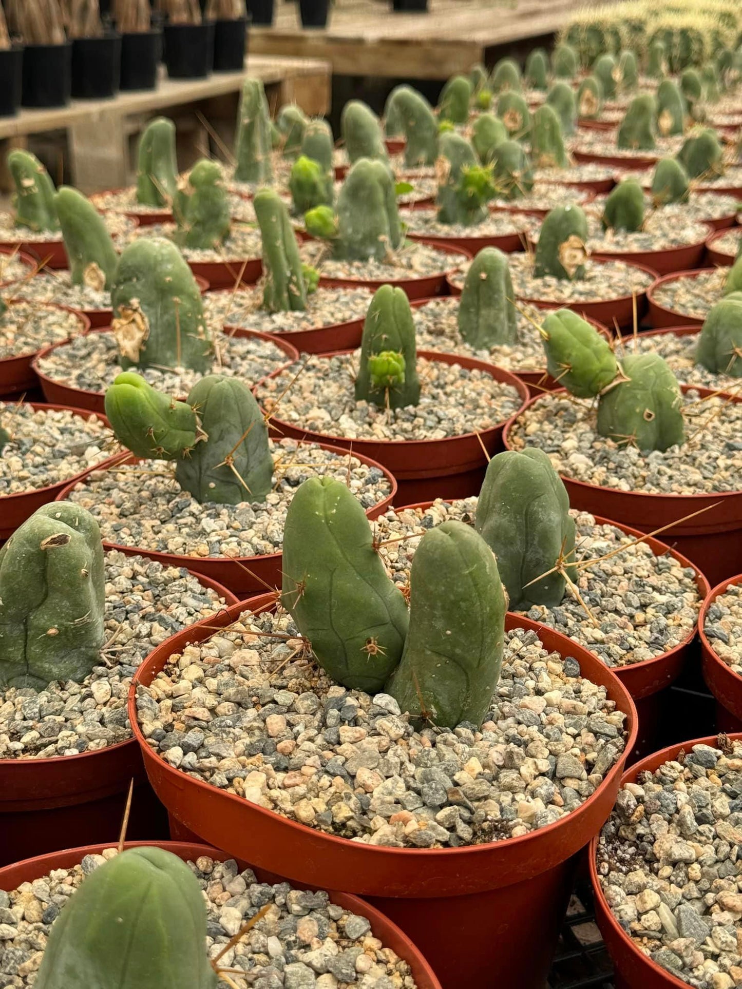 Trichocereus bridgesii f. Mounstruosos (cactus nepe)