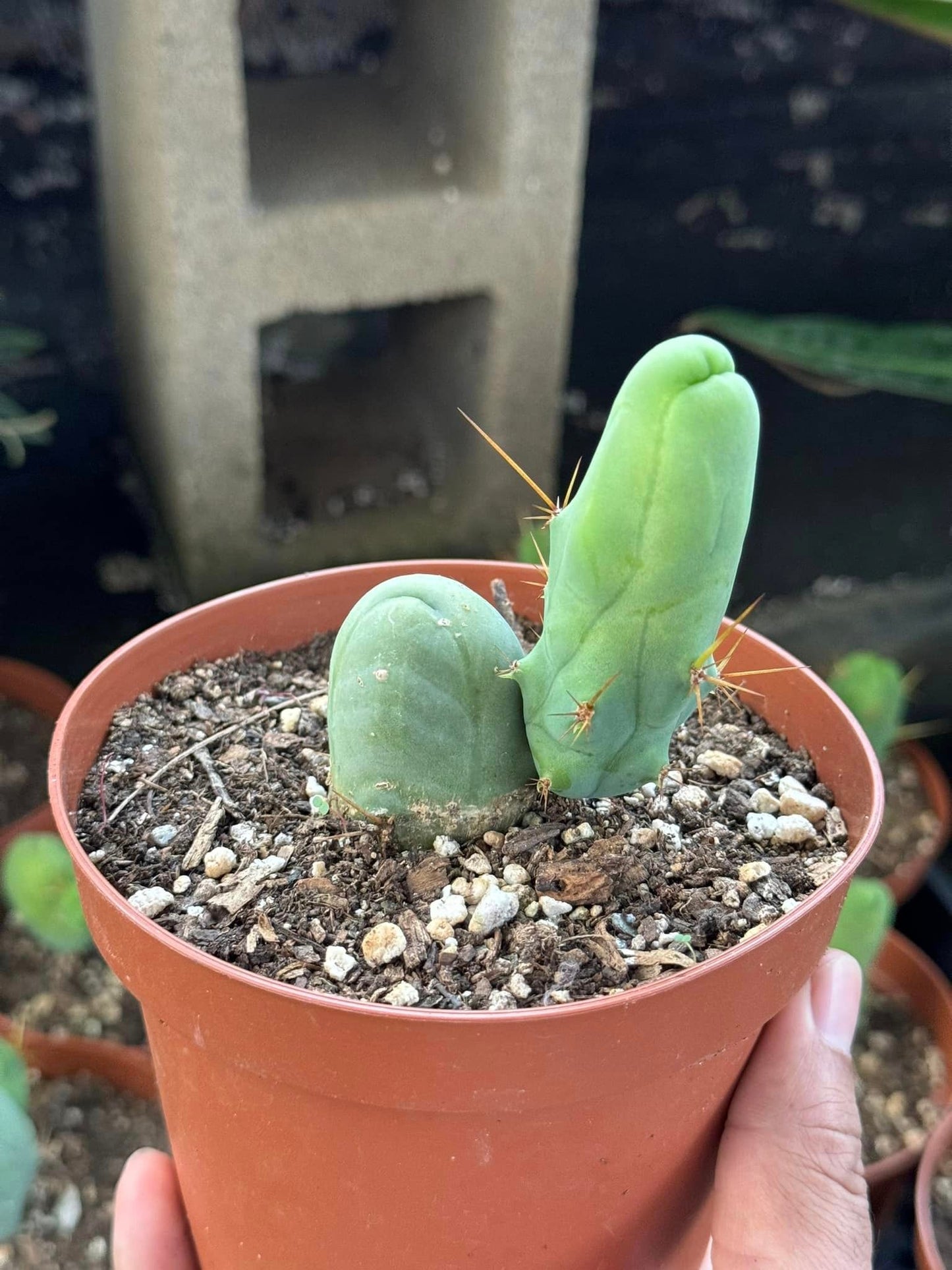 Trichocereus bridgesii f. Mounstruosos (cactus nepe)