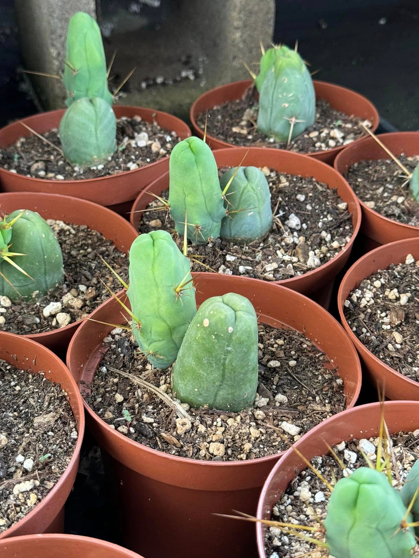 Trichocereus bridgesii f. Mounstruosos (cactus nepe)