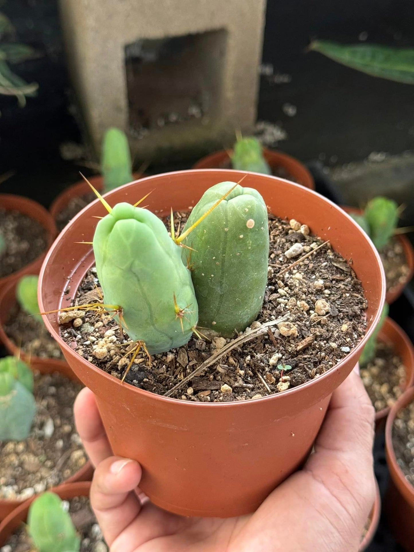 Trichocereus bridgesii f. Mounstruosos (cactus nepe)