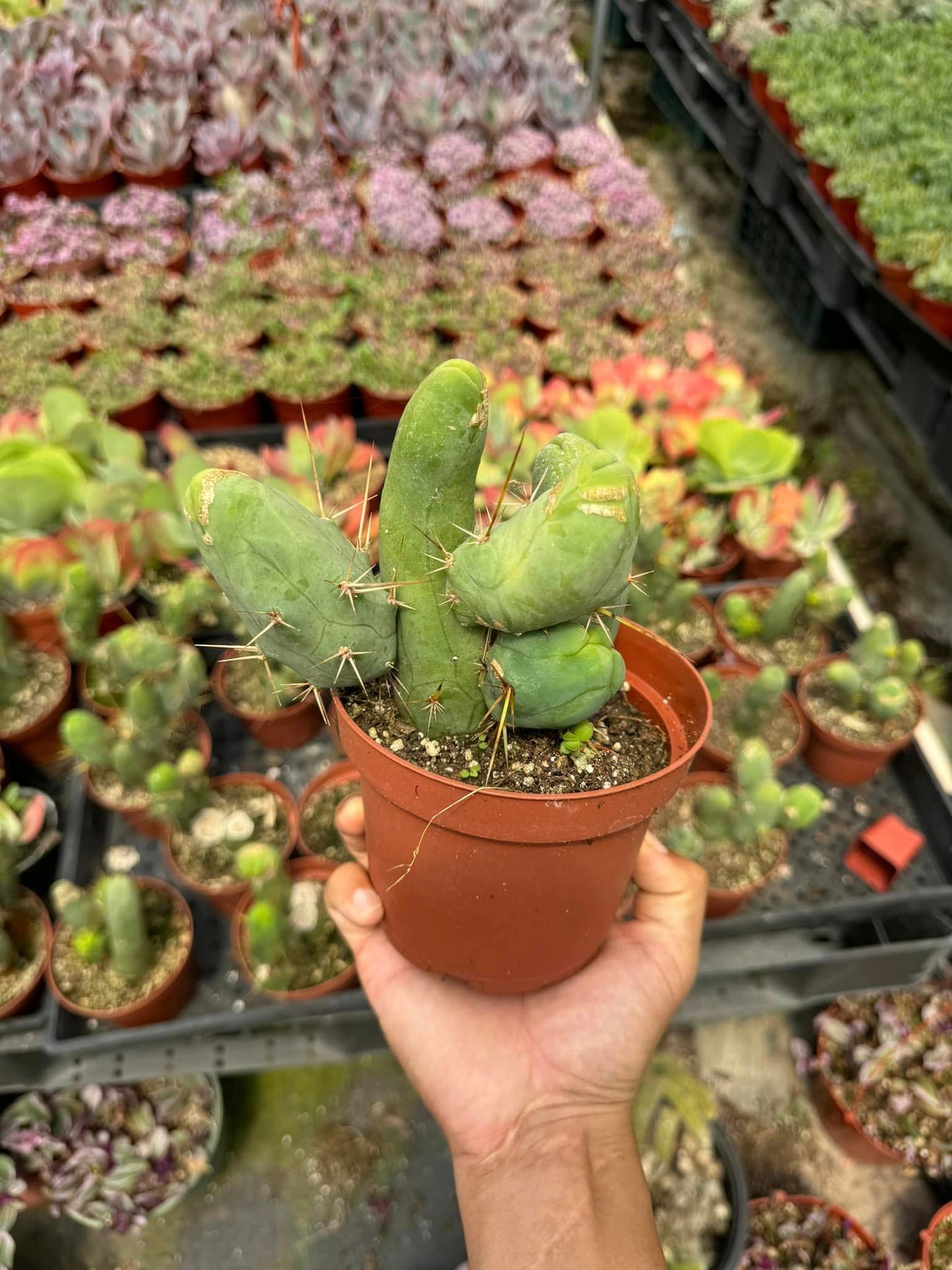 Trichocereus bridgesii f. Mounstruosos (cactus nepe)