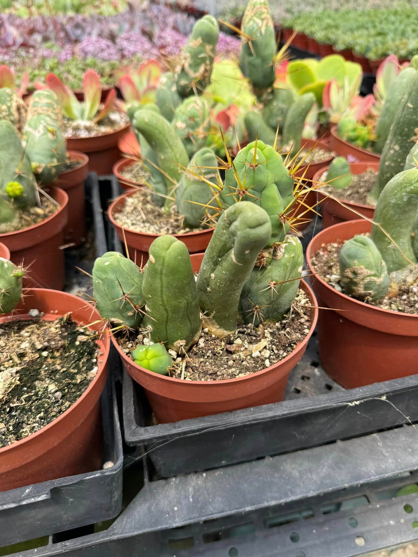 Trichocereus bridgesii f. Mounstruosos (cactus nepe)