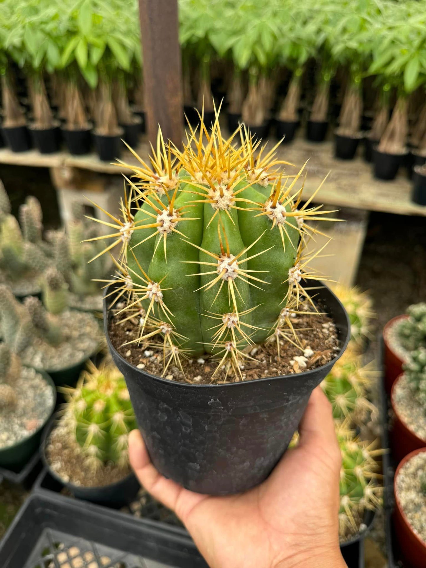 Trichocereus híbridos Os 6”