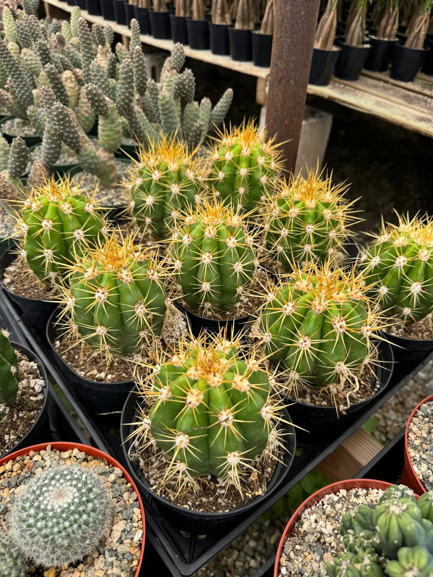 Trichocereus híbridos Os 6”