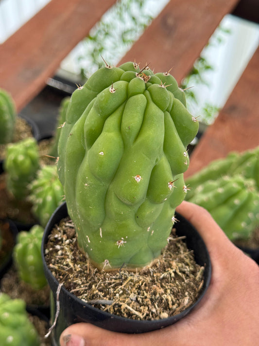 Trichocereus pachanoi f. Mounstruosa