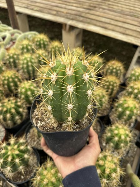 Trichocereus híbridos Os 6”