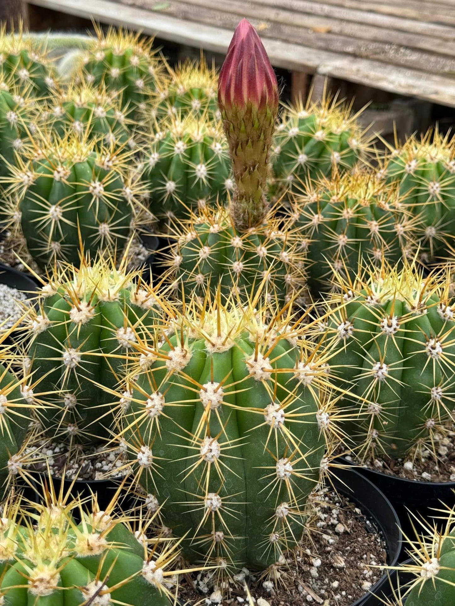 Trichocereus híbridos Os 6”