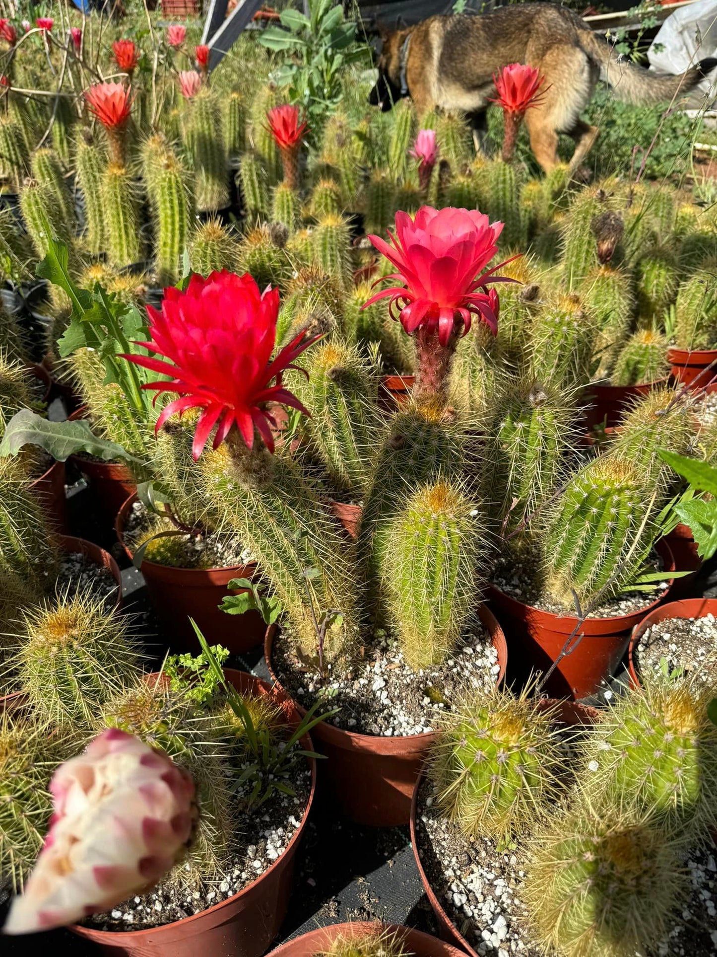 Trichocereus híbridos (podrían salir flores, rojos, rosas, blancas, amarillas) 6”