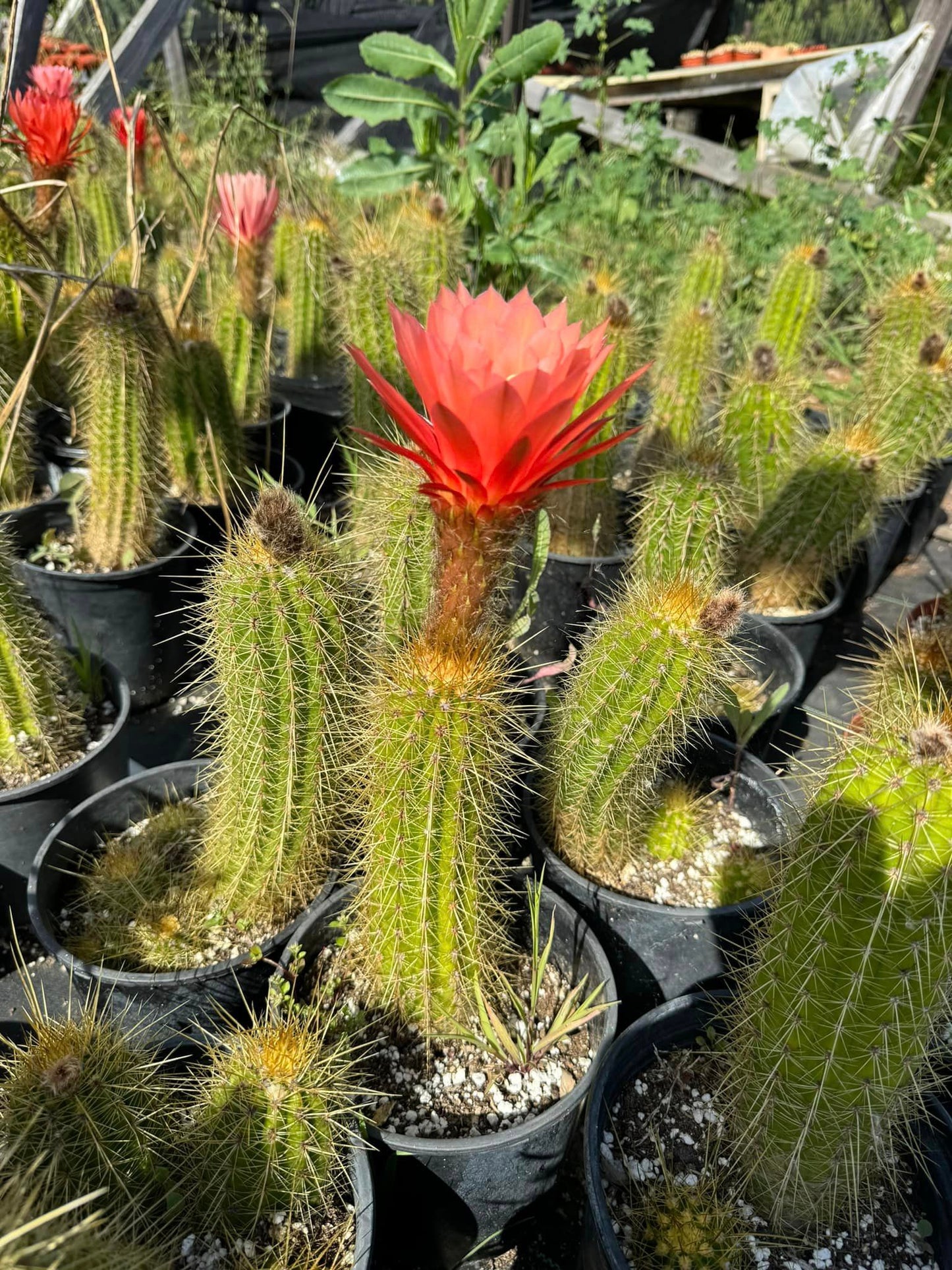 Trichocereus híbridos (podrían salir flores, rojos, rosas, blancas, amarillas) 6”