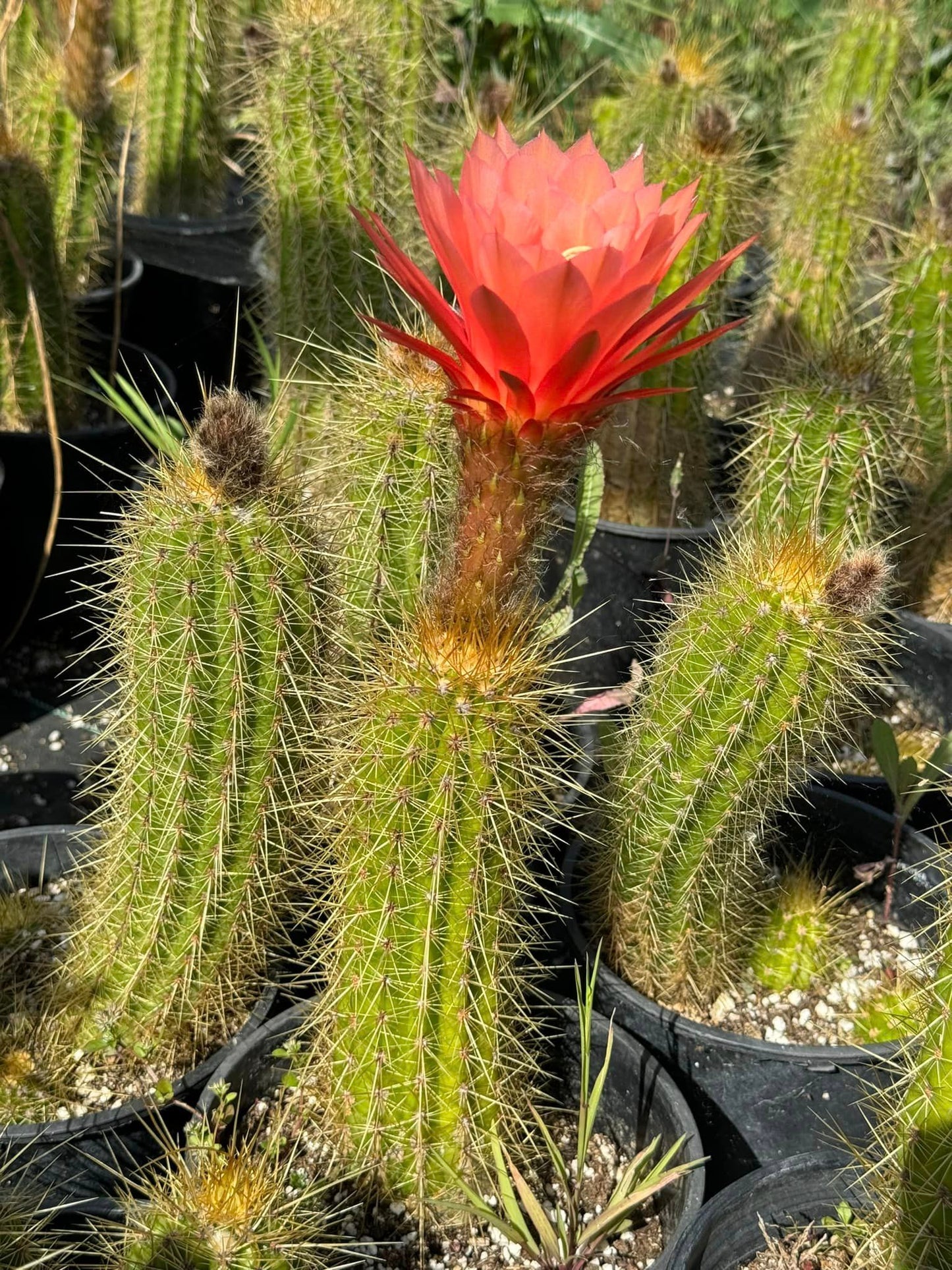 Trichocereus híbridos (podrían salir flores, rojos, rosas, blancas, amarillas) 6”