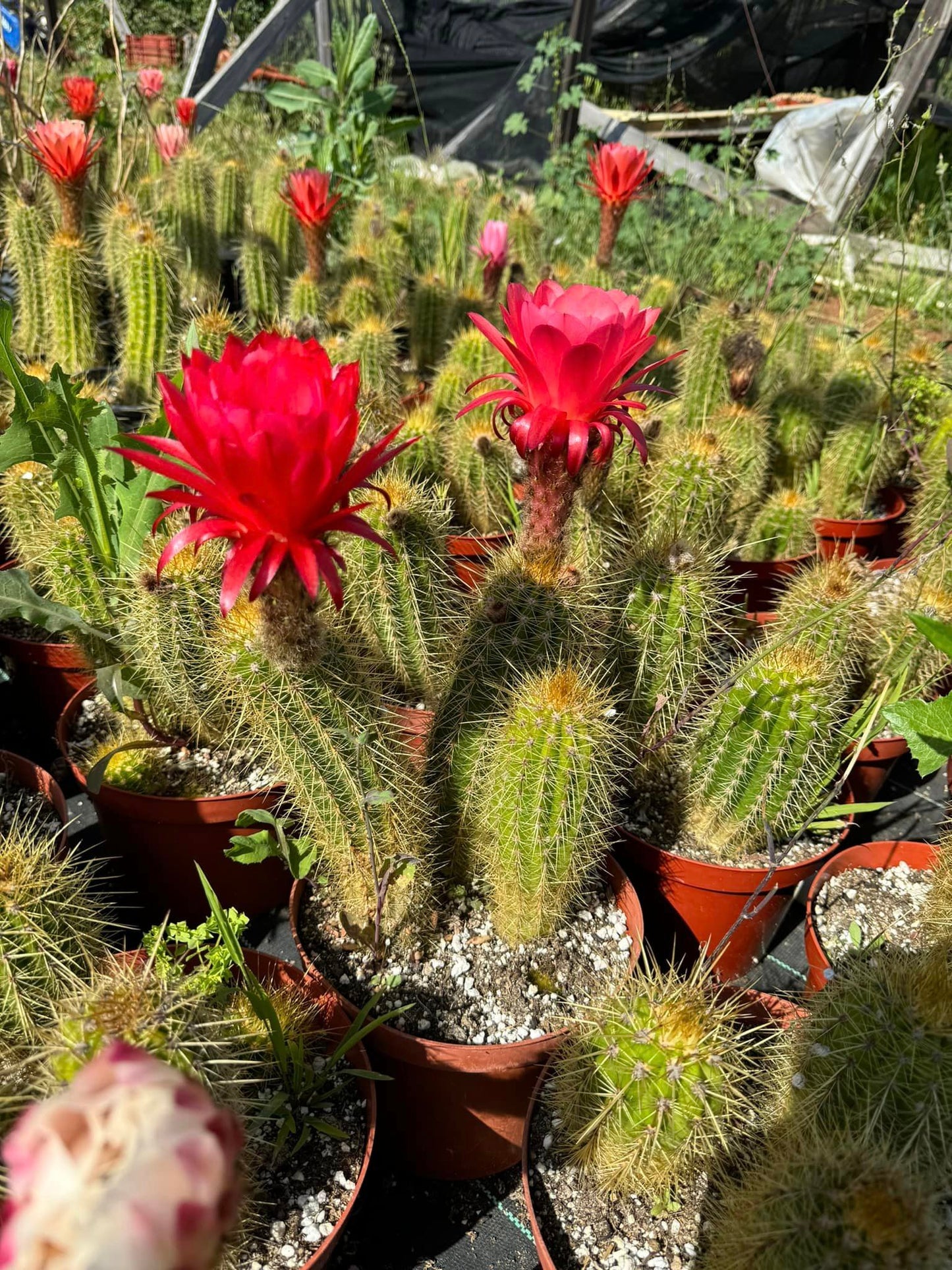 Trichocereus híbridos (podrían salir flores, rojos, rosas, blancas, amarillas) 6”