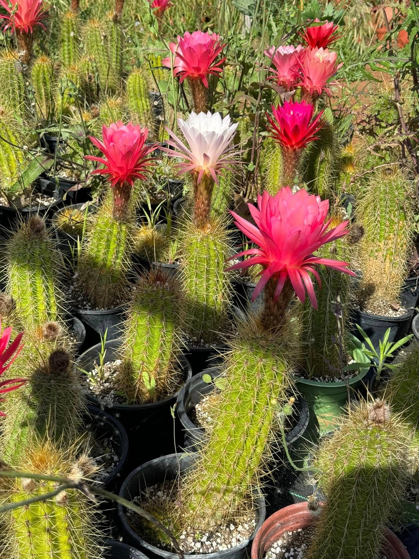 Trichocereus híbridos (podrían salir flores, rojos, rosas, blancas, amarillas) 6”