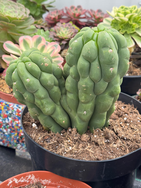 Trichocereus pachanoi f. Mounstruosa 8”