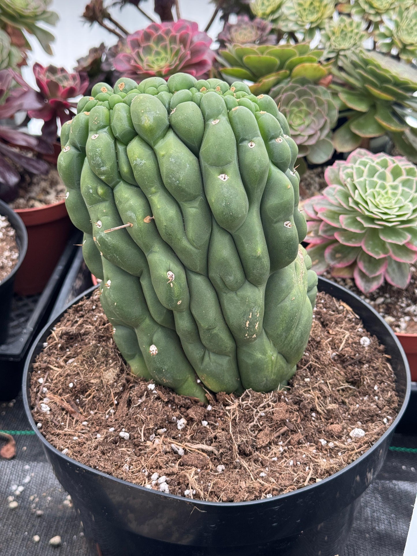Trichocereus pachanoi f. Mounstruosa 8”