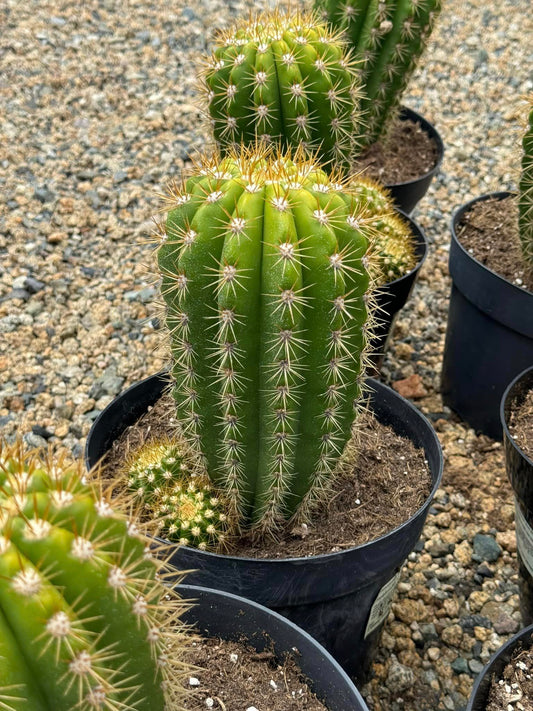 Trichocereus sun goddess