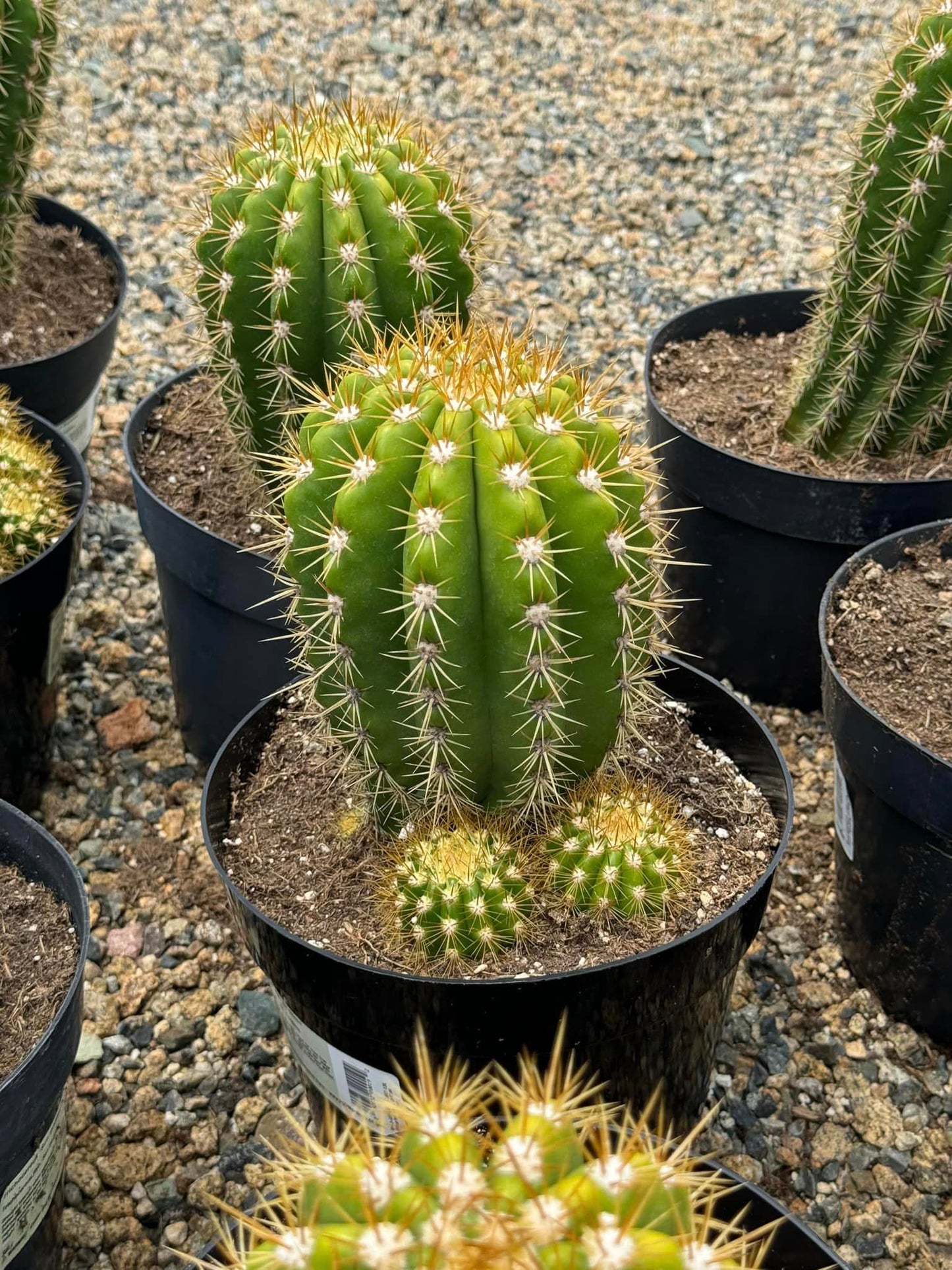 Trichocereus sun goddess