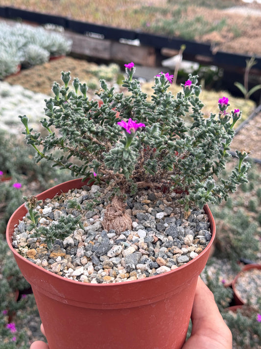 Trychodiadema bulbosum