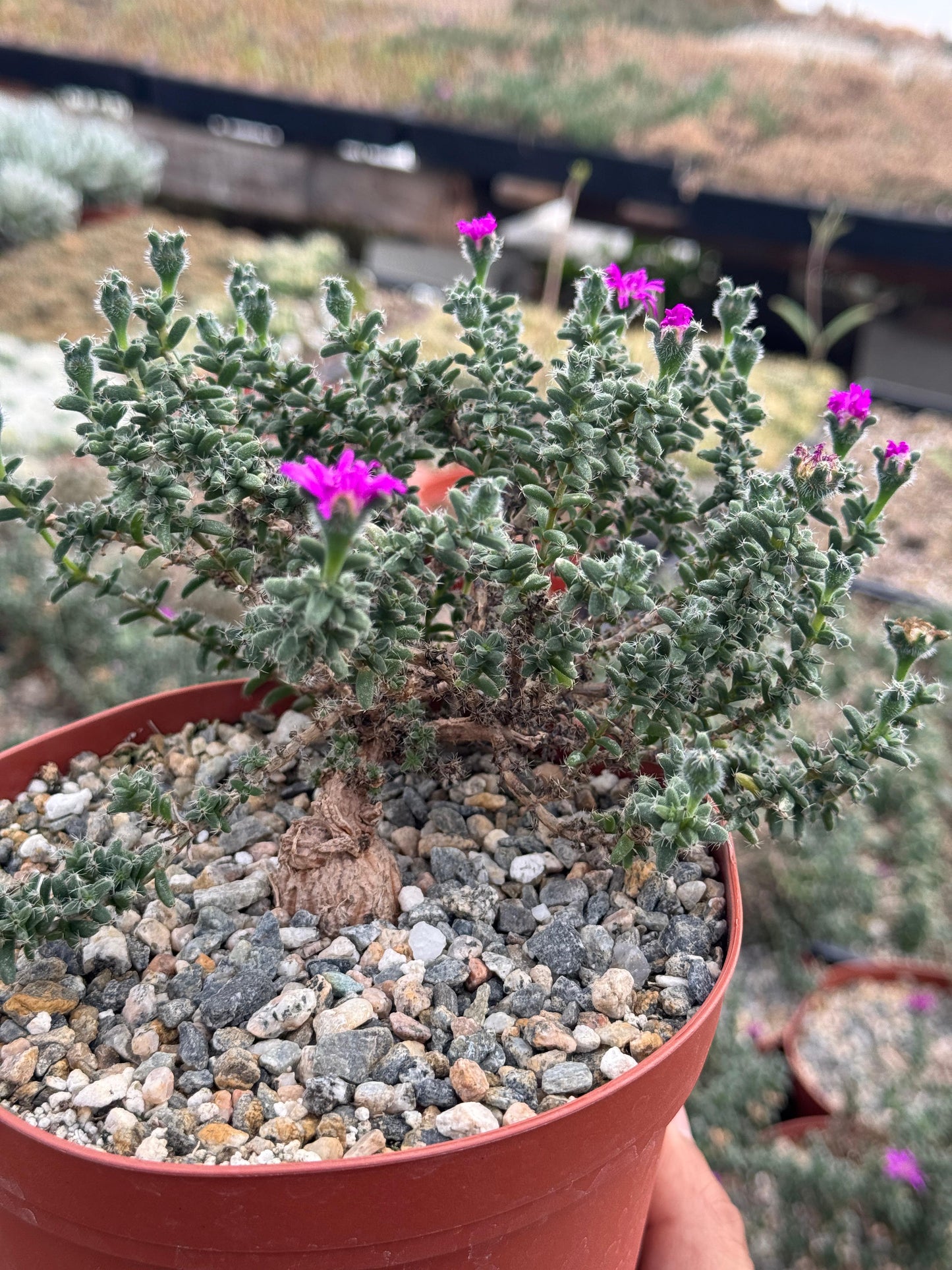 Trychodiadema bulbosum