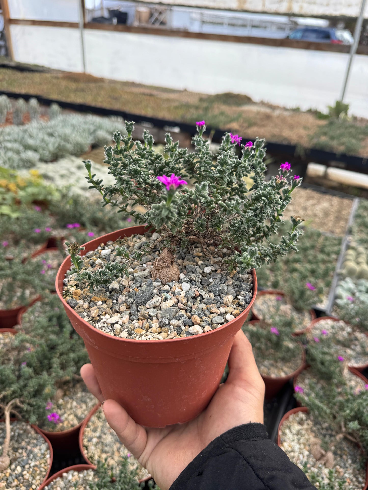 Trychodiadema bulbosum