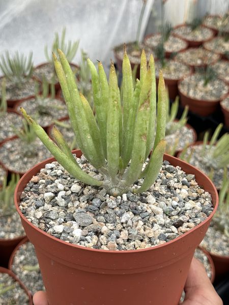 Tylecodon wallichii