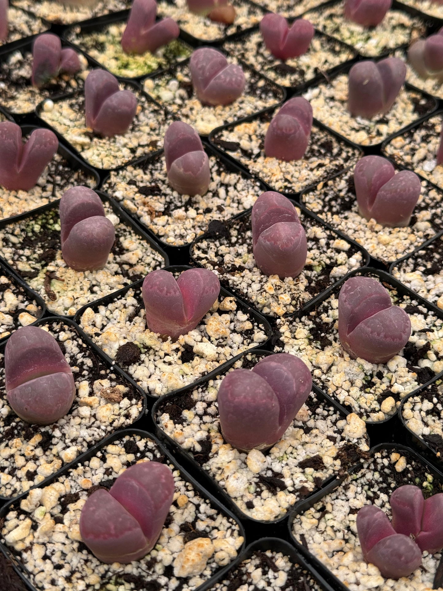 Lithops Optica Rubra