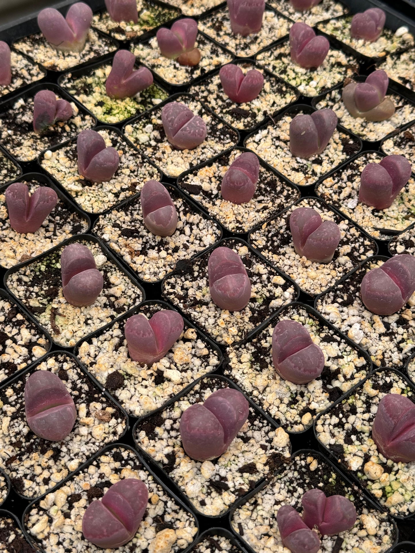 Lithops Optica Rubra