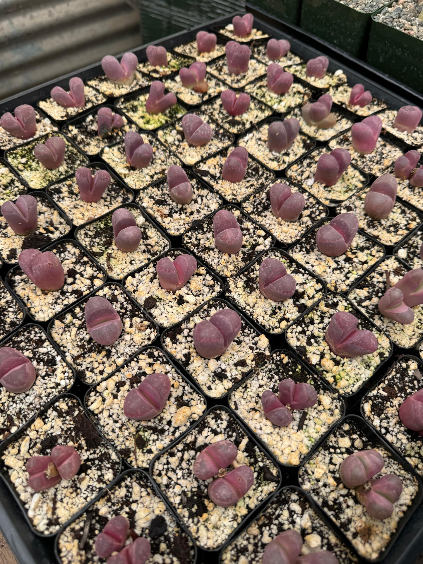 Lithops Optica Rubra