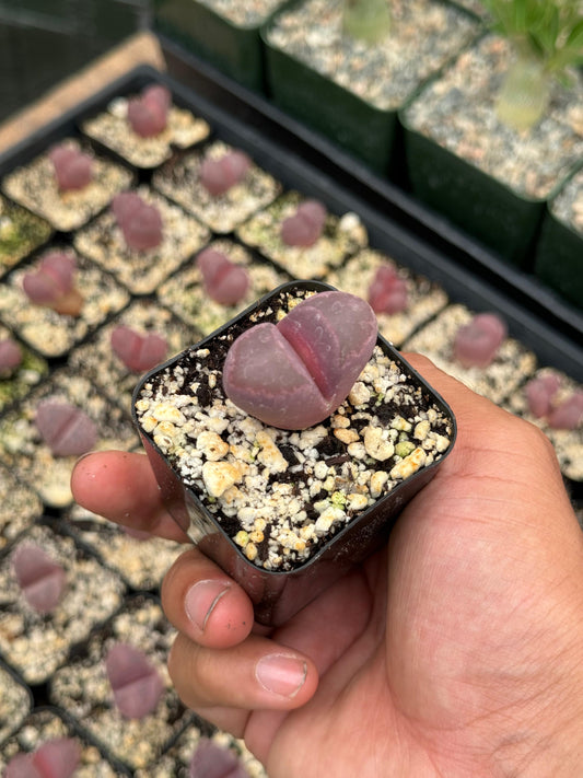 Lithops Optica Rubra