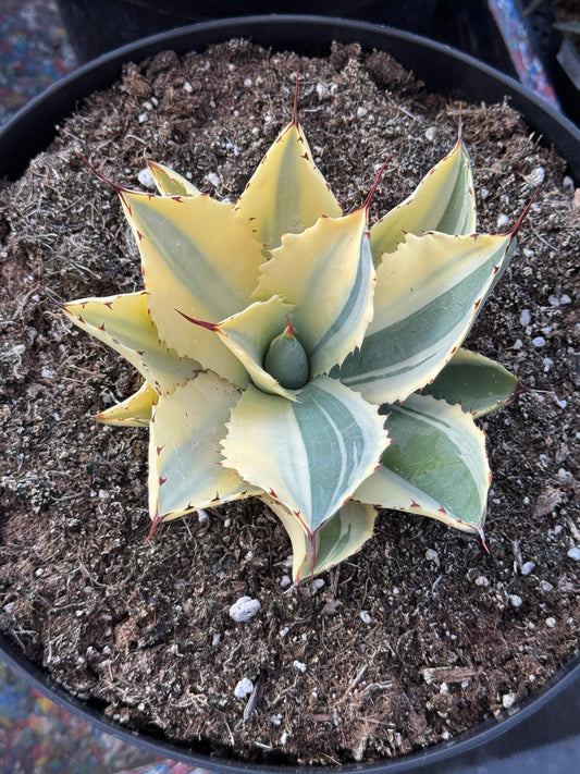 Agave ovatifolia half moon variegado