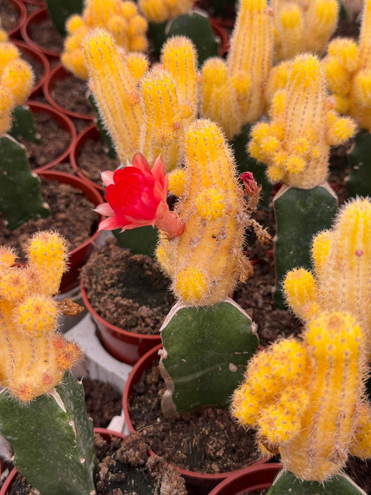 Injerto echinopsis chamacereus lutea