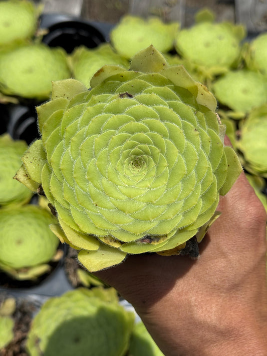 Aeonium tabuliforme