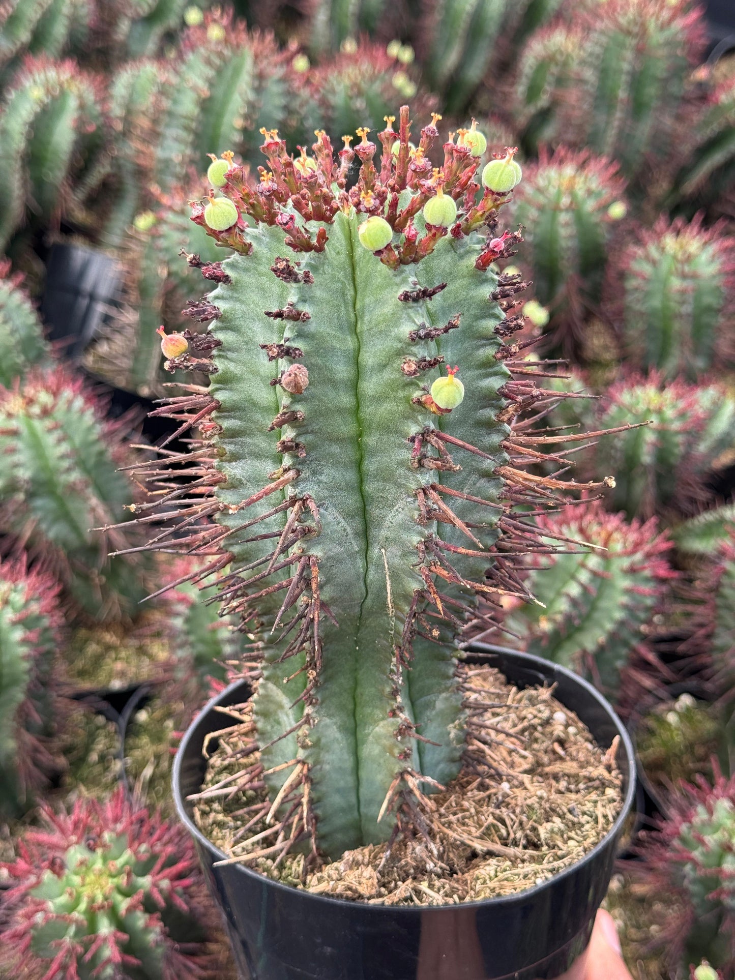 Euphorbia horrida var. narvaecensis red