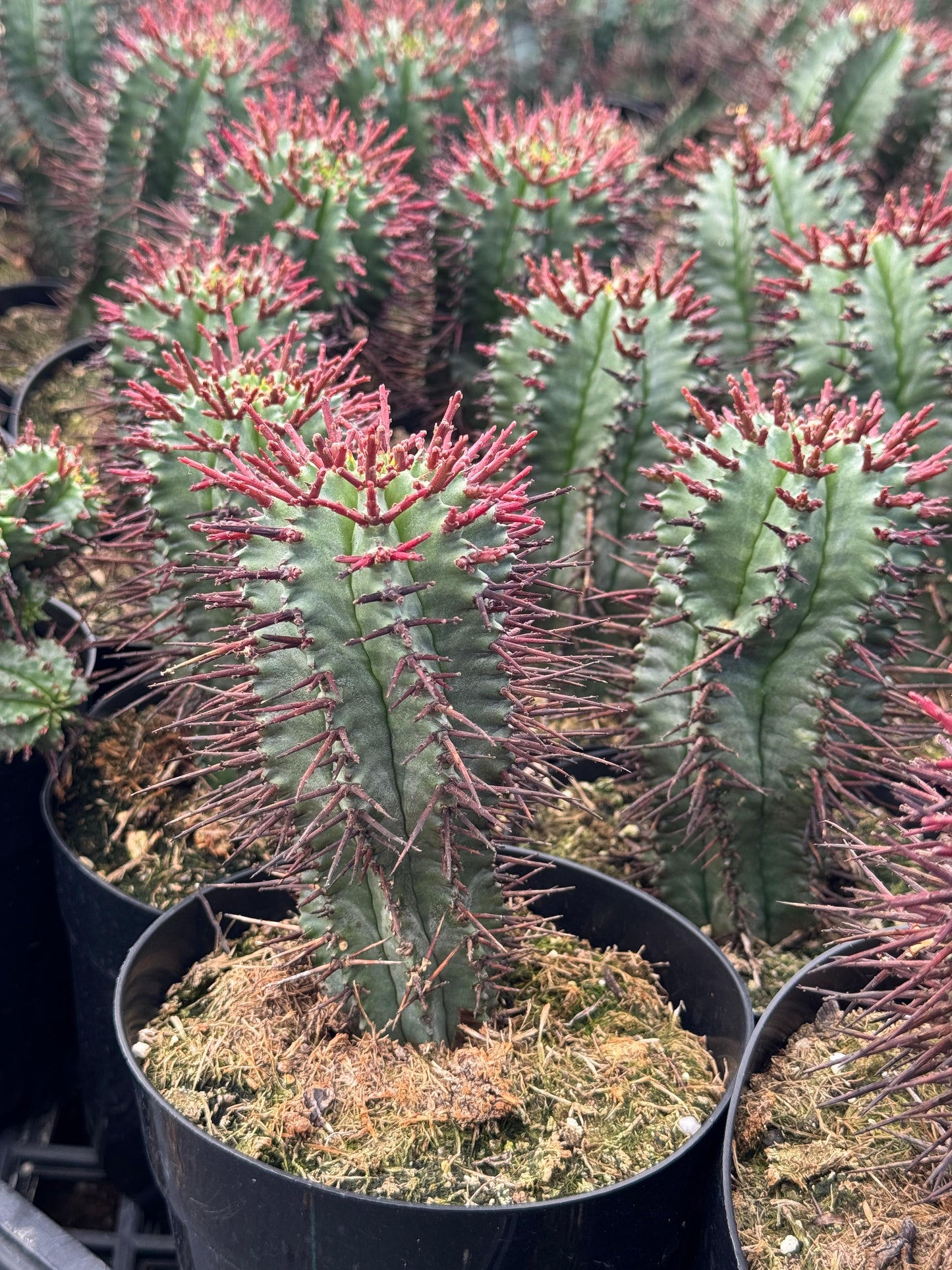 Euphorbia horrida var. narvaecensis red