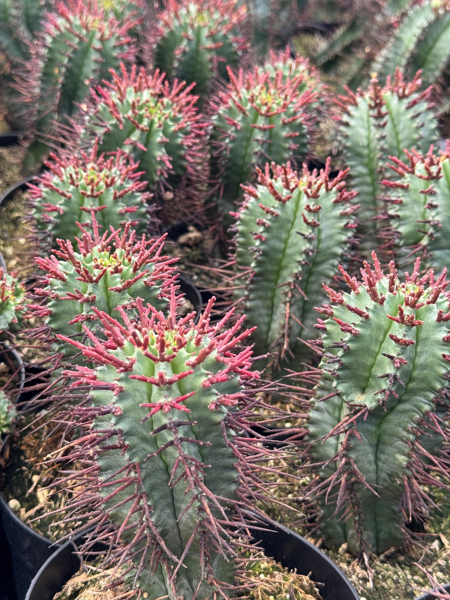Euphorbia horrida var. narvaecensis red