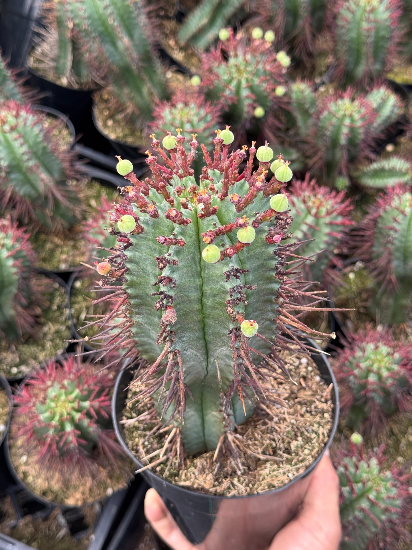 Euphorbia horrida var. narvaecensis red