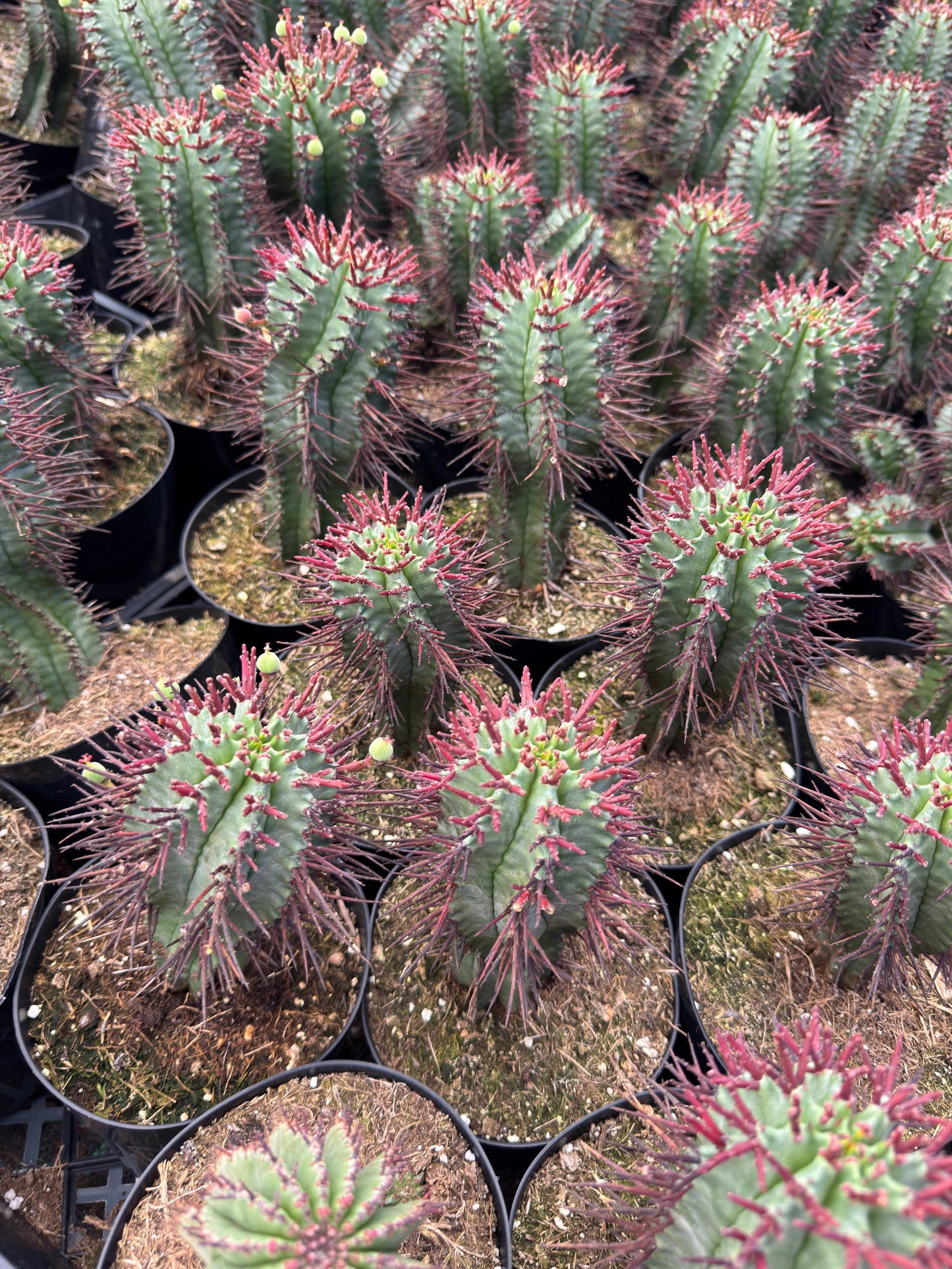 Euphorbia horrida var. narvaecensis red