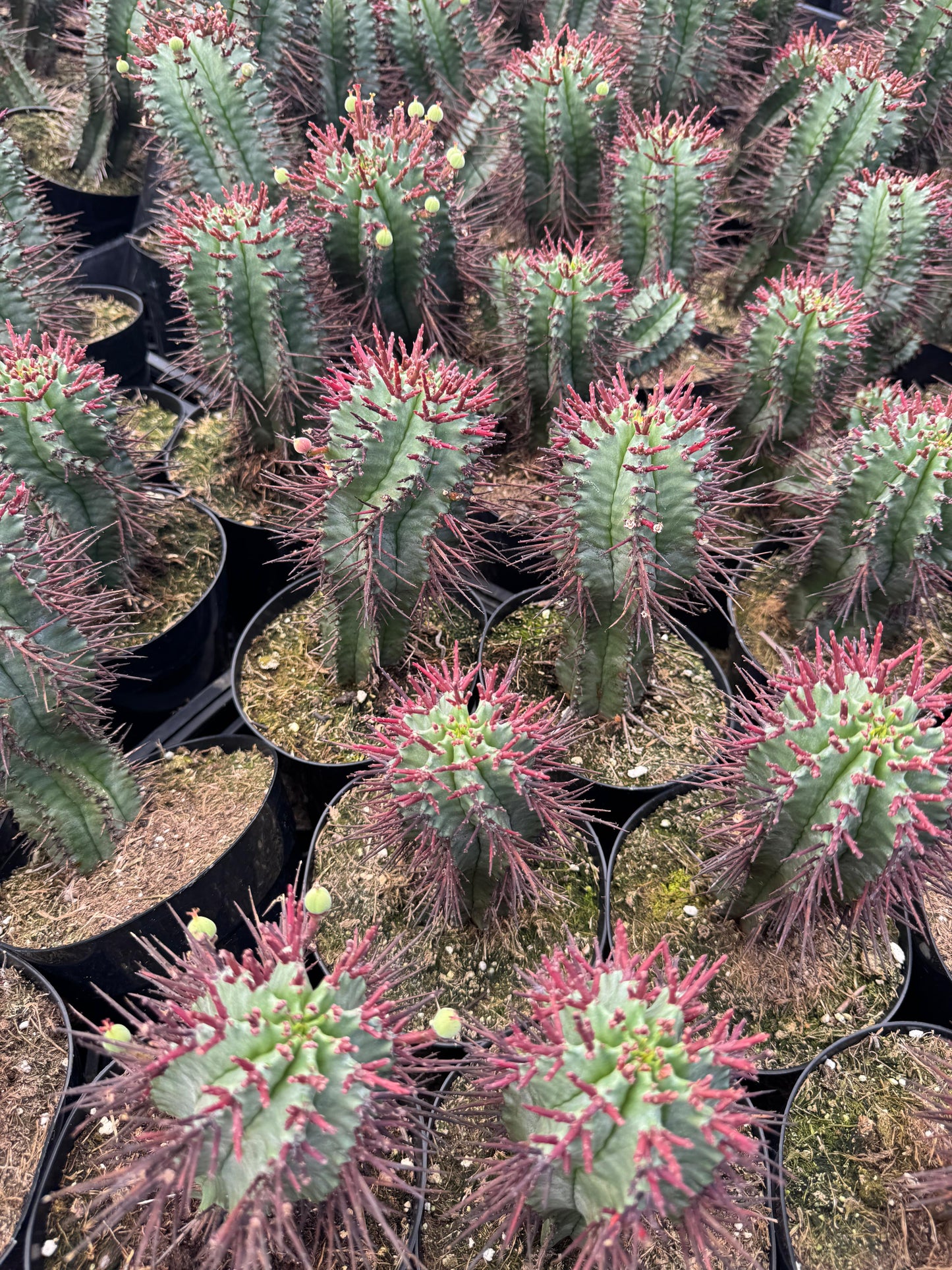 Euphorbia horrida var. narvaecensis red