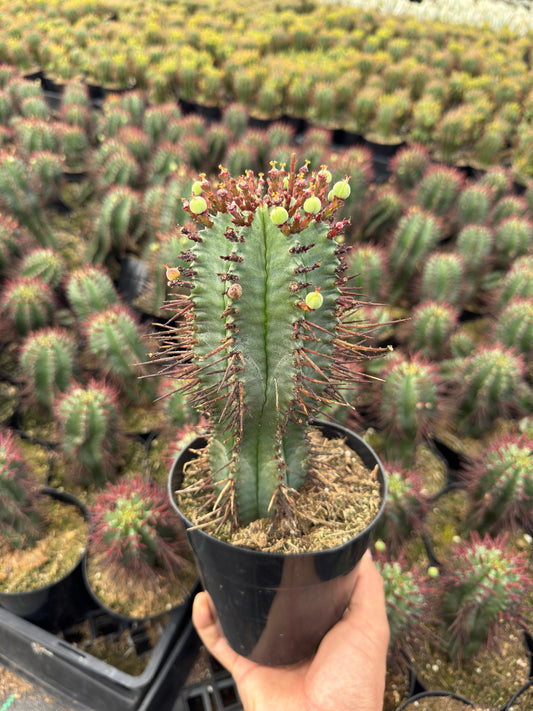 Euphorbia horrida var. narvaecensis red
