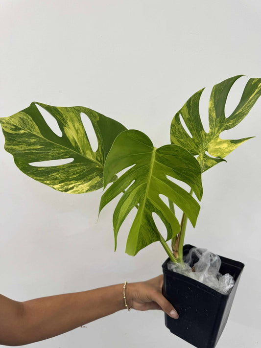 Monstera borsigiana aurea variegada (chica)