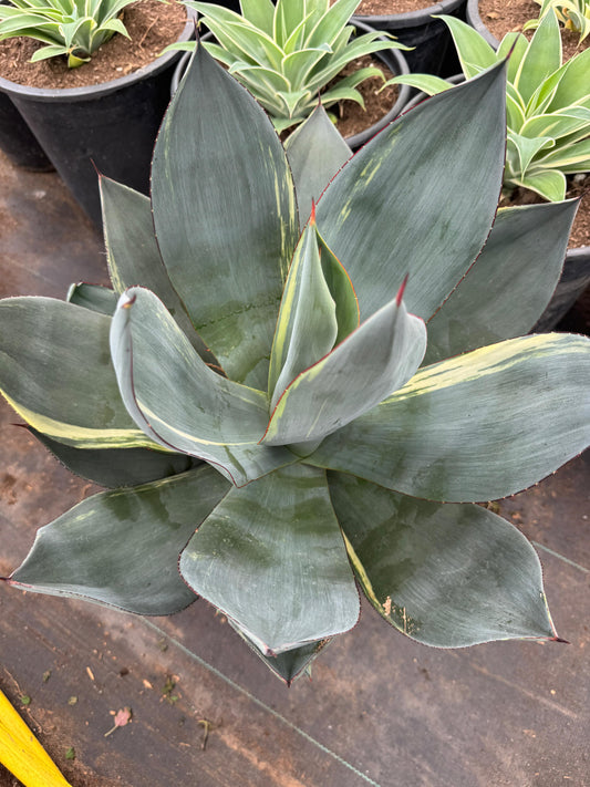 Agave celsii nova jumbo variegado