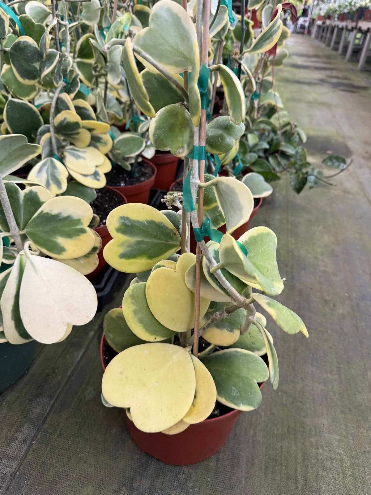 hoya kerri variegada jumbo