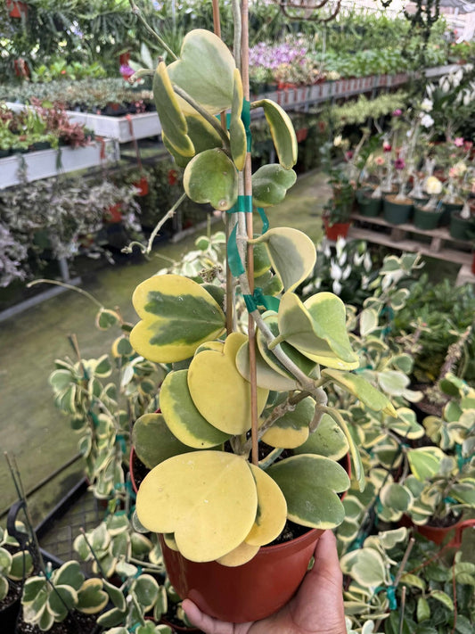 hoya kerri variegada jumbo