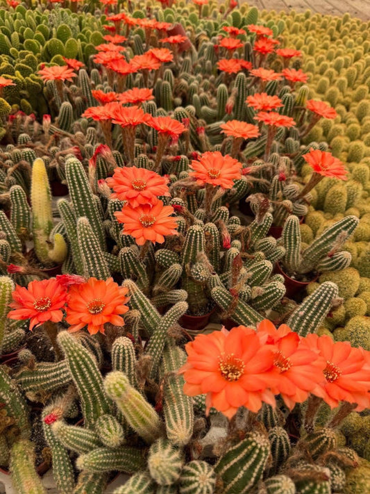 Echinopsis híbrido so