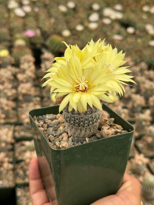 Frailea buenekeri var. densispina