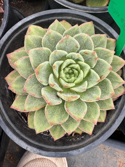 Echeveria caramel candy
