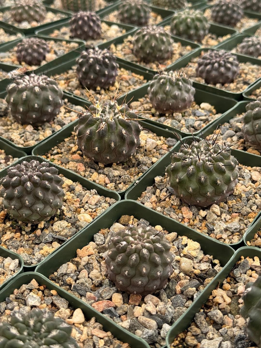Neochilenia heinrichiana var. setosiflora